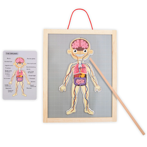 Magneettipalapelit - Anatomia - Ihmiskeho - Ihmiskeho