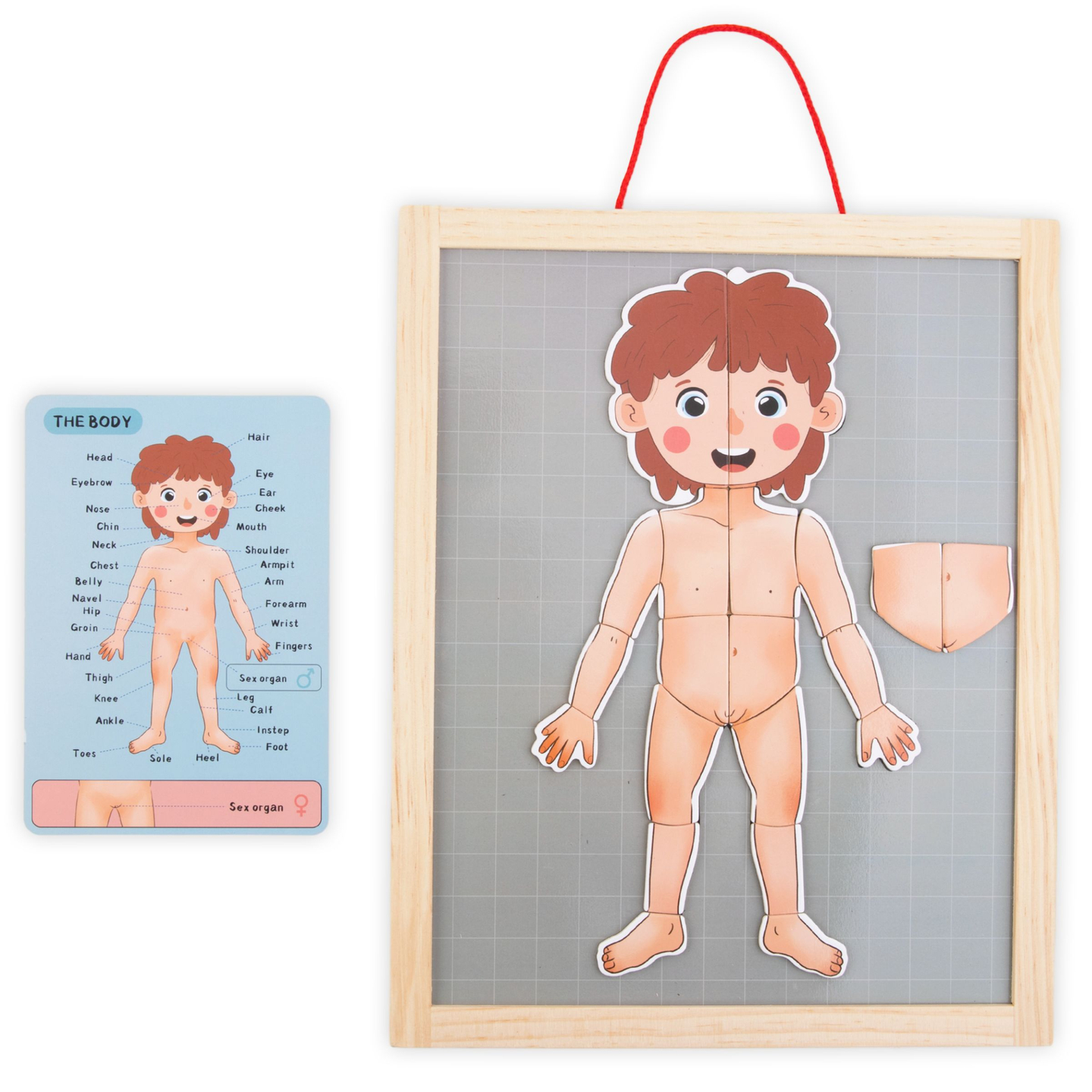 Magneettipalapelit - Anatomia - Ihmiskeho - Ihmiskeho