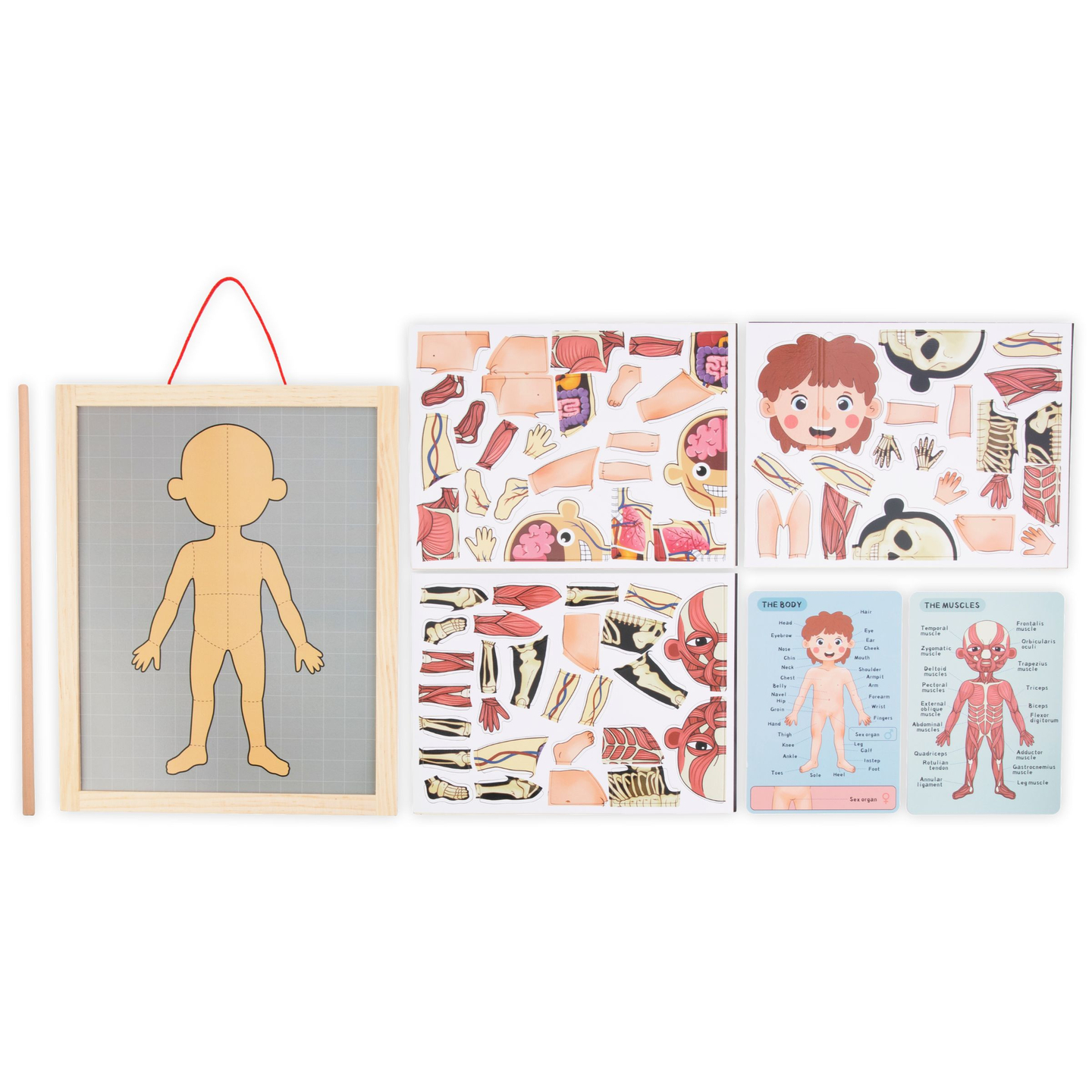 Magneettipalapelit - Anatomia - Ihmiskeho - Ihmiskeho