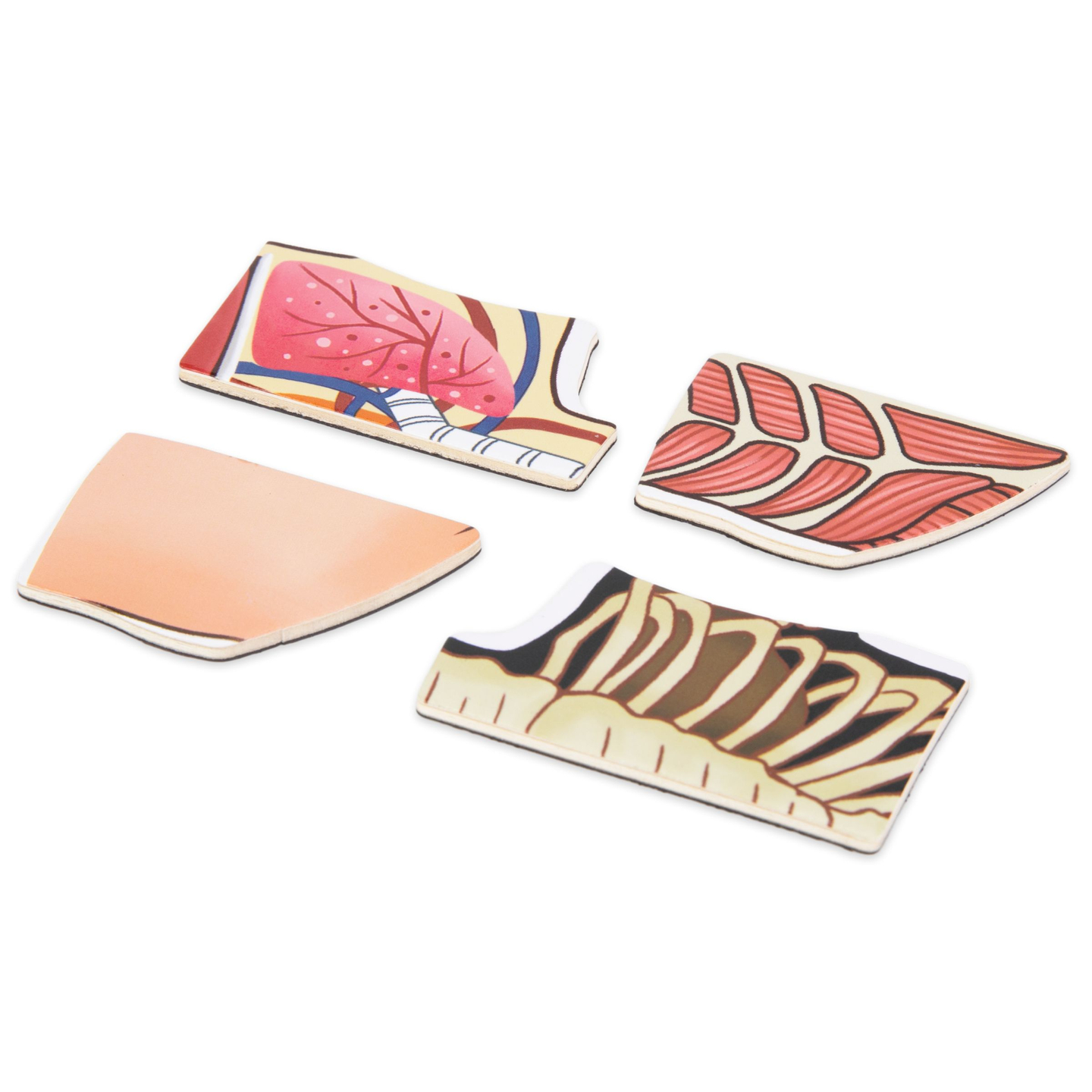 Magneettipalapelit - Anatomia - Ihmiskeho - Ihmiskeho